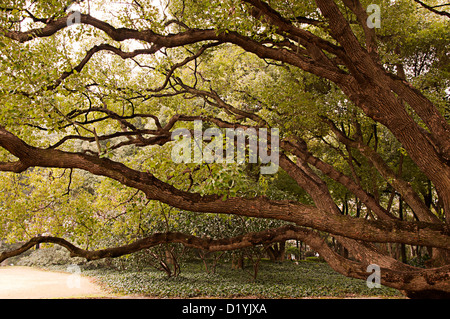 Shanghai, China, klassischer Garten, Luxus-Haus, Stockfoto