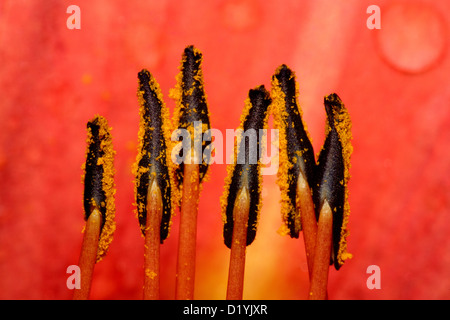 Feuer-Lilie, Orange Lilie (Lilium Bulbiferum), Nahaufnahme der Staubblätter. Stockfoto