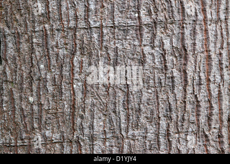 Nahaufnahme der Baum Rinde Textur, geeignet für Hintergrund Naturform, Teneriffa. Stockfoto