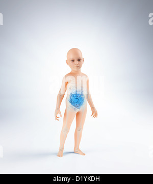 Kinder Anatomie mit sichtbaren inneren Organe und des Verdauungssystems Stockfoto