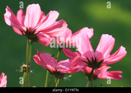 Garten-Kosmos, mexikanische Aster (Cosmos Bipinnatus), Blumen Stockfoto