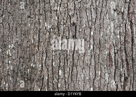 Nahaufnahme der Baum Rinde Textur, geeignet für Hintergrund Naturform, Teneriffa. Stockfoto