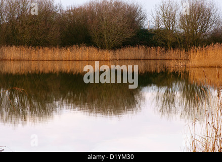 Ruhe und Beschaulichkeit an einem See mit Röhrichten an Roggen Harbour Nature Reserve East Sussex UK Stockfoto