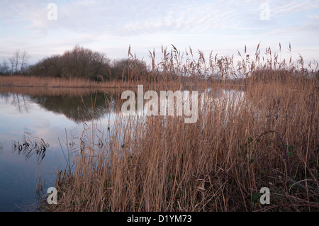 Ruhe und Beschaulichkeit an einem See mit Röhrichten an Roggen Harbour Nature Reserve East Sussex UK Stockfoto