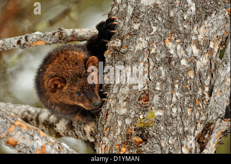 Fisher (Martes pennanti), Captive angehoben Muster, Bozeman, Montana, USA Stockfoto