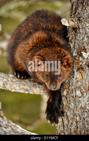 Fisher (Martes pennanti), Captive angehoben Muster, Bozeman, Montana, USA Stockfoto