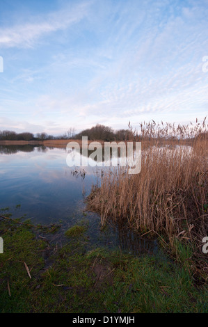 Ruhe und Beschaulichkeit an einem See mit Röhrichten an Roggen Harbour Nature Reserve East Sussex UK Stockfoto