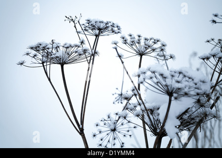 Gefrorene Regenschirm Blumen bedeckt mit Schnee vor blauem Hintergrund Stockfoto