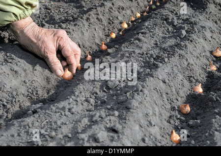 Ältere Frau pflanzt Zwiebel im Gemüsegarten Stockfoto