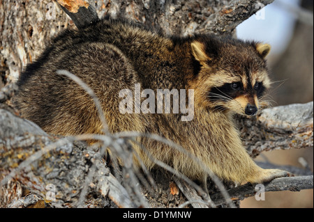 Waschbär (Procyon Lotor), Captive angehoben Muster, Bozeman, Montana, USA Stockfoto