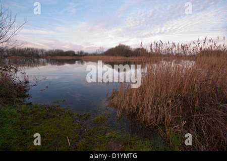 Ruhe und Beschaulichkeit an einem See mit Röhrichten an Roggen Harbour Nature Reserve East Sussex UK Stockfoto