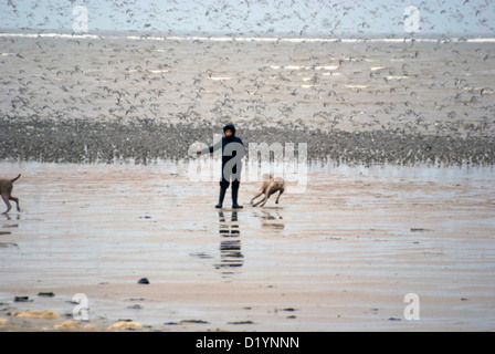 Frau einen Hund spazieren gehen und warf einen Stock Hoylake Strand auf Wirral mit Vögel im Hintergrund Stockfoto