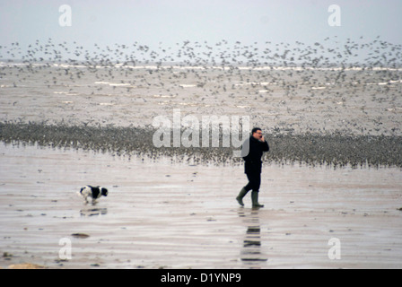 Mann am Telefon einen Hund Hoylake Strand entlang spazieren, auf Wirral mit Vögel im Hintergrund Stockfoto