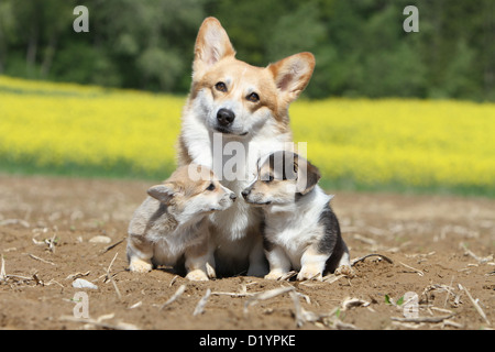 Hund, Pembroke Welsh Corgi Erwachsenen und zwei Welpen verschiedene Farben sitzen Stockfoto