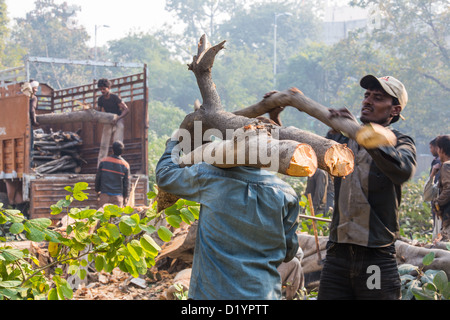 Abholzen von Bäumen und Holz zu sammeln in der Nähe von Delhi, Indien Stockfoto