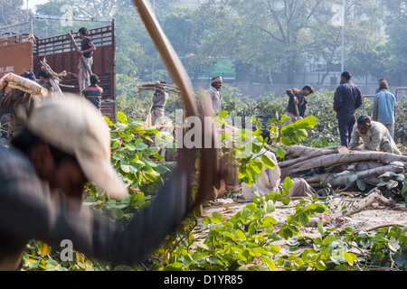 Abholzen von Bäumen und Holz zu sammeln in der Nähe von Delhi, Indien Stockfoto