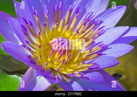 Closeup Aufnahme von lila Lotus in Details der Blüten und Pollen Stockfoto