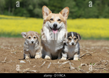 Hund, Pembroke Welsh Corgi Erwachsenen und zwei Welpen verschiedene Farben sitzen Stockfoto