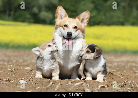 Hund, Pembroke Welsh Corgi Erwachsenen und zwei Welpen verschiedene Farben sitzen Stockfoto