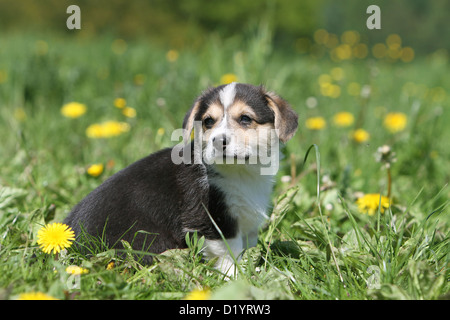 Hund Pembroke Welsh Corgi Welpen sitzen auf einer Wiese Stockfoto