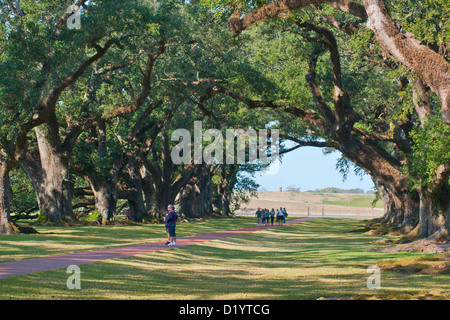 Eiche Alley Plantation, Mississippi River, Gemeinde Vacherie, Louisiana, USA, Nordamerika Stockfoto