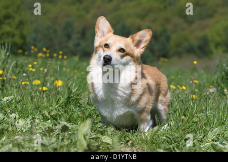 Hund Pembroke Welsh Corgi Erwachsenen stehen auf einer Wiese Stockfoto