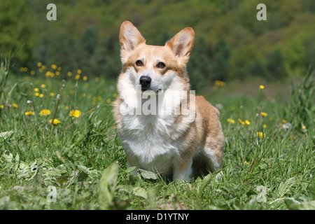 Hund Pembroke Welsh Corgi Erwachsenen stehen auf einer Wiese Stockfoto