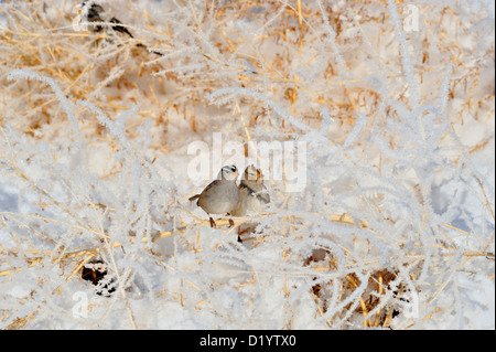 Weiß - gekrönte Spatz (Zonotrichia leucophyrs) Nahrungssuche in frosted Schilf, Bosque Del Apache National Wildlife Refuge, New Mexico, USA Stockfoto