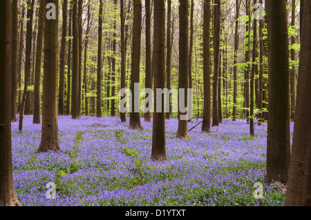 Dunkle Bäume mit den Stielen in einem Teppich aus blauen wilden Hyazinthen (Belgien, Hallerbos) Stockfoto