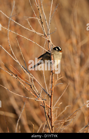 Weiß - gekrönte Spatz (Zonotrichia leucophyrs) ruhen in Schilf, Bosque Del Apache National Wildlife Refuge, New Mexico, USA Stockfoto