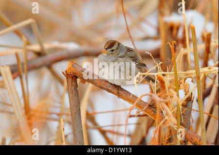 Weiß - gekrönte Spatz (Zonotrichia leucophyrs) ruhen in Schilf, Bosque Del Apache National Wildlife Refuge, New Mexico, USA Stockfoto