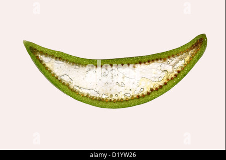 Aloe Vera Topf Anlagenteil durch fleischig saftigen Blatt aus einem Zier- und Heilpflanzen Anlage Stockfoto