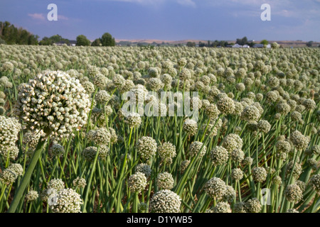 Ernte der Zwiebel angebaut für Saatgut in Payette County, Idaho, USA. Stockfoto