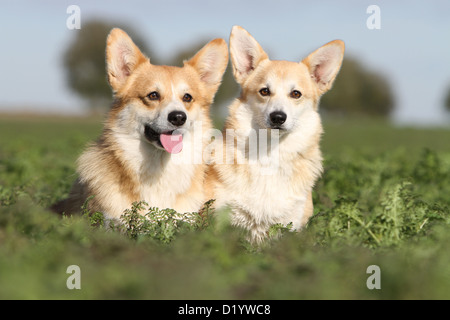 Pembroke Welsh Corgi zwei Erwachsene sitzen Hund Stockfoto