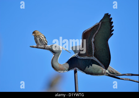 Kiefer siskin (spinus Pinus) Winter Besucher, Greater Sudbury, Ontario, Kanada Stockfoto