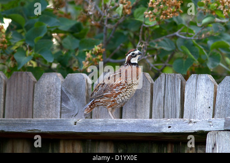 Erwachsene männliche nördlichen Wachtel Wachtel in einem Hinterhof wohnen, Boise, Idaho, USA. Stockfoto