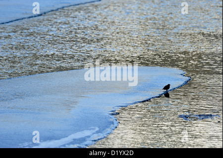 Amerikanische Pendelarm (Cinclus mexicanus) Jagen am Rand von Lamar River im späten Winter, Yellowstone National Park, Wyoming, USA. Stockfoto