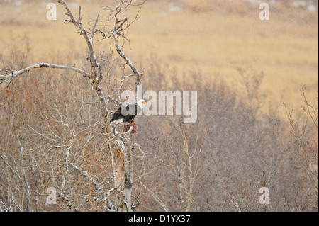 Der Weißkopfseeadler (Haliaeetus leucocephalus) Essen Beute in einem Schneesturm, Bozeman, Montana, USA Stockfoto