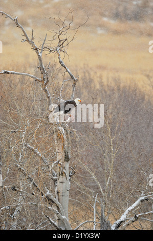 Der Weißkopfseeadler (Haliaeetus leucocephalus) Essen Beute in einem Schneesturm, Bozeman, Montana, USA Stockfoto