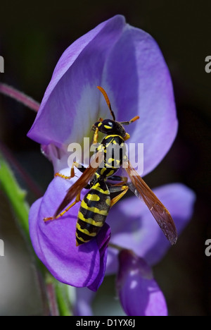 Polistes Gallicus Wespe auf eine Blume Stockfoto