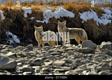 Kojote (Canis Latrans) Untersuchung bleibt der Wolf töten in Gardner Flussbett, Yellowstone-Nationalpark, Wyoming, USA Stockfoto