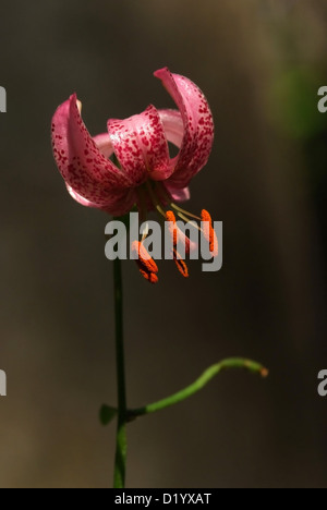 Turk Kappe Lilie (Lilium Martagon) im Ojcowski Nationalpark, Polen. Stockfoto