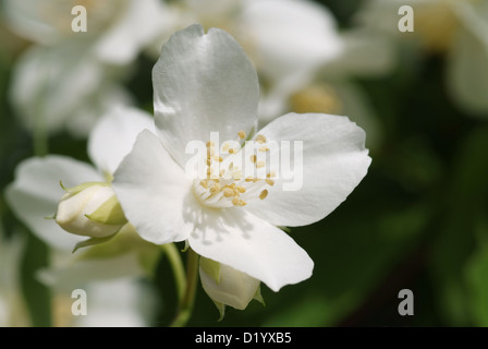 Weiße Blüte des süßen Mock Orange (Philadelphus Coronarius) Stockfoto