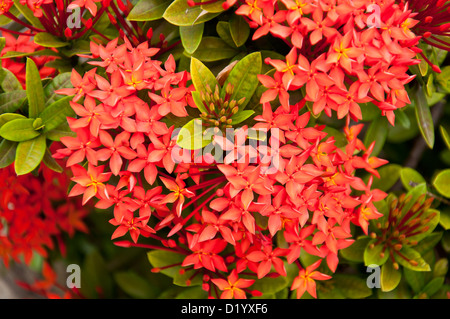 Westindischer Jasmin Blume im Garten Stockfoto