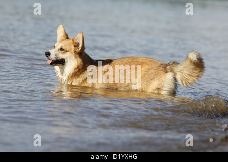 Pembroke Welsh Corgi Erwachsener im Wasser stehend Hund Stockfoto