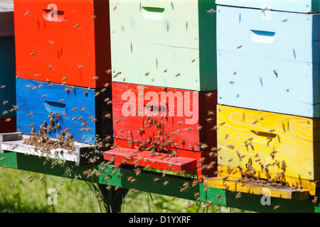 Bienenstock Stockfoto