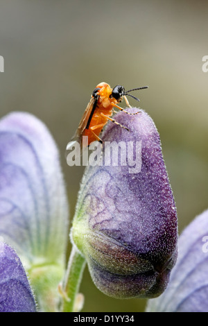 Rübe Blattwespen (Athalia Rosae) des Mönchs Haube (Aconitum Napellus) Stockfoto