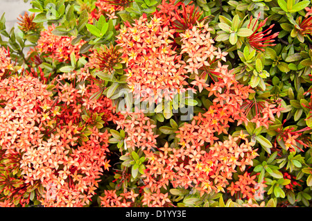 westindischer Jasmin Blume im Garten Stockfoto