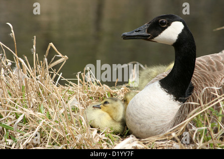 Eine weibliche Kanada-Gans und einem Gosling gerade aus dem Nest an einem See im Frühjahr in Winnipeg, Manitoba, Kanada Stockfoto