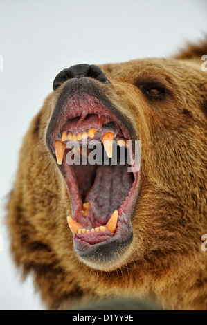 Grizzly Bear (Ursus arctos) knurrenden, grimmigen Ausdruck, Captive angehoben Muster, Bozeman, Montana, USA Stockfoto